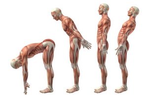 YOUR PRIME POSTURAL STRENGTH